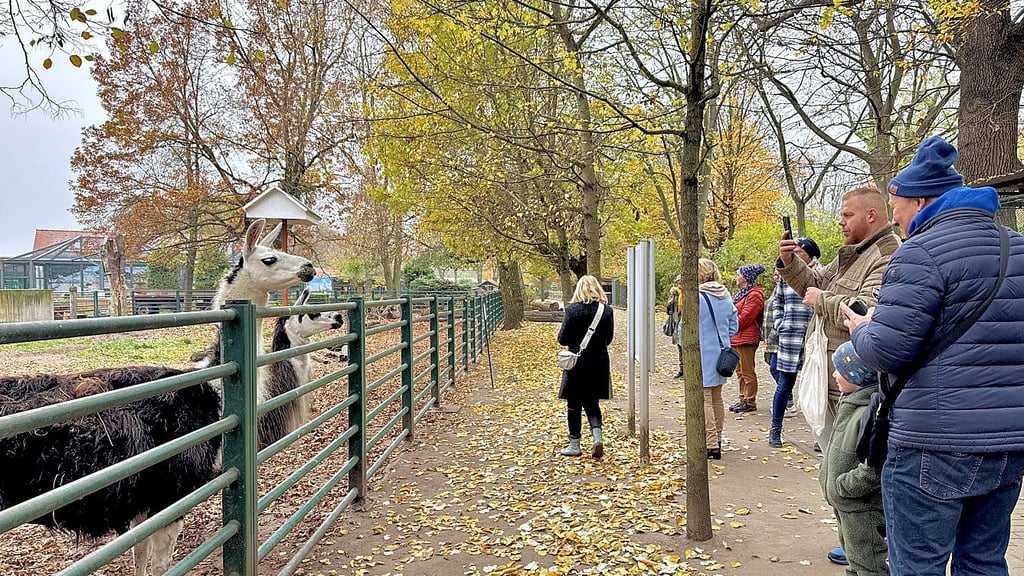 Die Alpakas gehören zu den Publikumslieblingen im Tiergarten Stendal. Sie gehörten zu den bei den Tierpaten beliebten Fotmotiven.