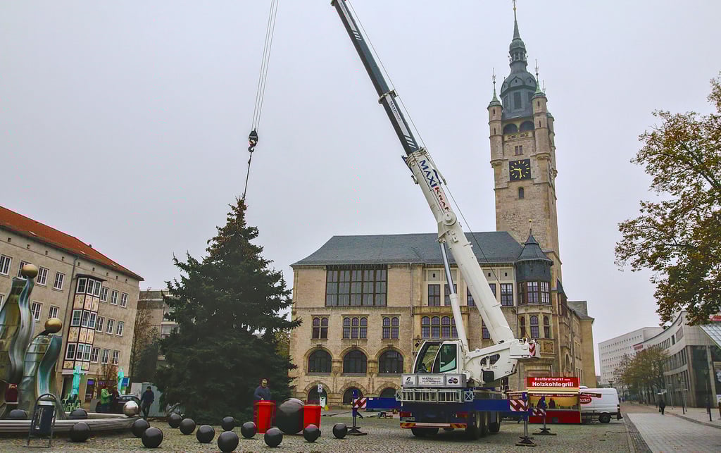 Der Weihnachtsbaum wird auf dem Dessauer Marktplatz aufgestellt.