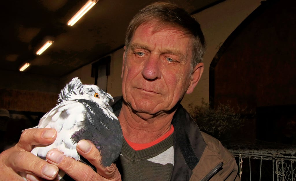 Jürgen Fritsche aus Trabitz züchtet er seit zwei Jahren wieder Deutsche Doppelköpfige Trommeltauben. Damit gewann er einen Preis.
