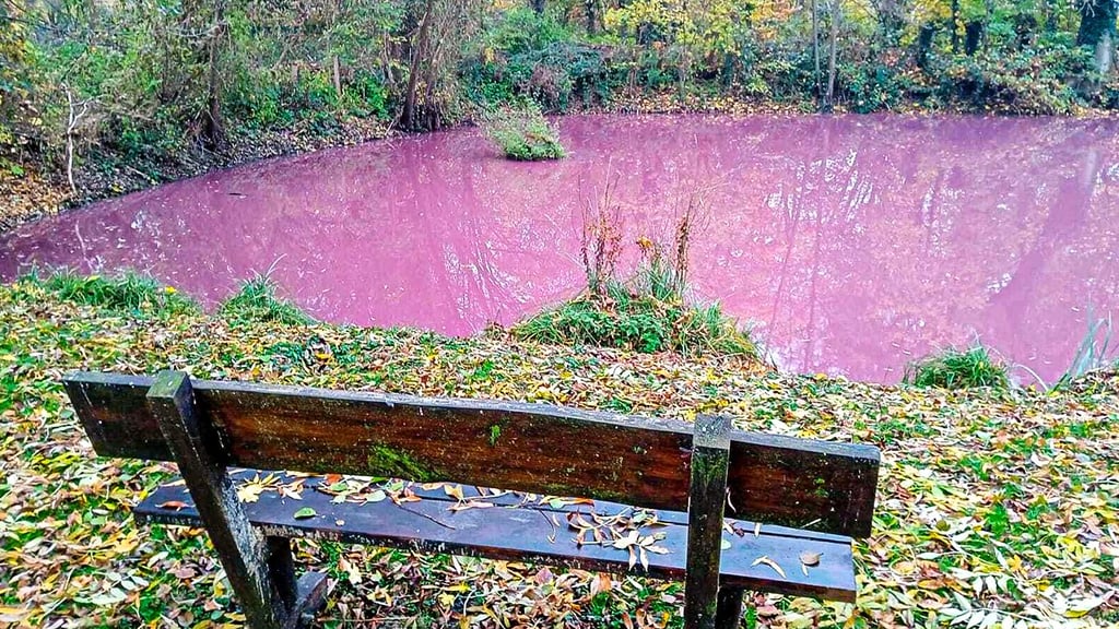 Es sieht bisweilen aus, als ob jemand rosa Farbe in den Parkteich in Schönberg (Seehausen/Altmark) gekippt hätte. Skurril und kein gutes Zeiten.