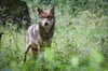 Immer wieder gibt es Vorfälle mit Wolfsrissen in der Nutztierhaltung. In der Nacht zum Mittwoch sind Wölfe in ein Damwildgehege bei Kloster Neuendorf eingedrungen. 