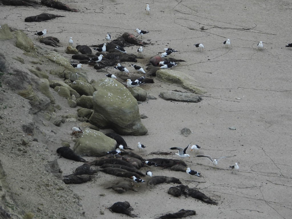 See-Elefanten in Argentinien wurden von der Vogelgrippe besonders schwer getroffen. Hier sind tote Tiere an einem Strand zu sehen.