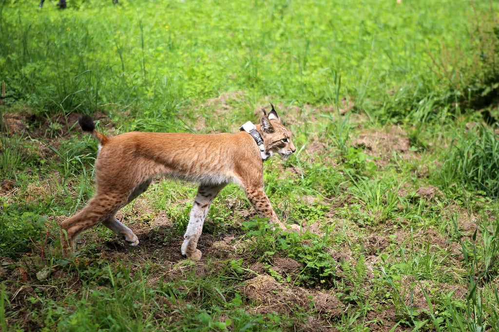 Mit dem Ziel der Ausbreitung wurde eine junge Luchsin im Sommer 2023 im Solling ausgewildert. (Archivfoto)