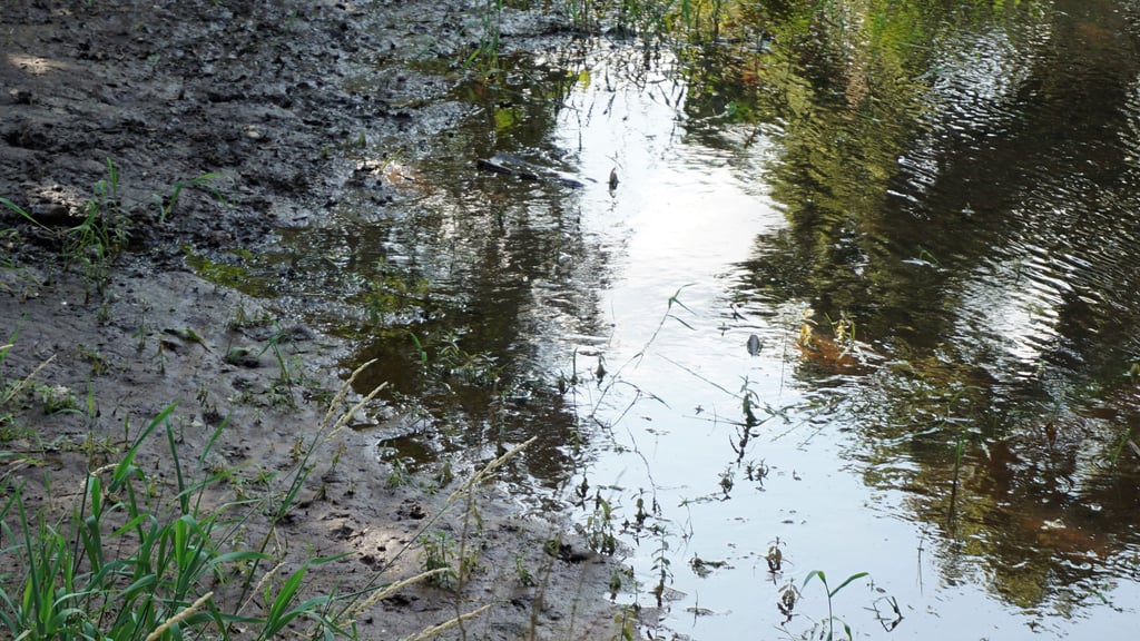 Die Teiche in Schopsdorf haben oft kein Wasser mehr.
