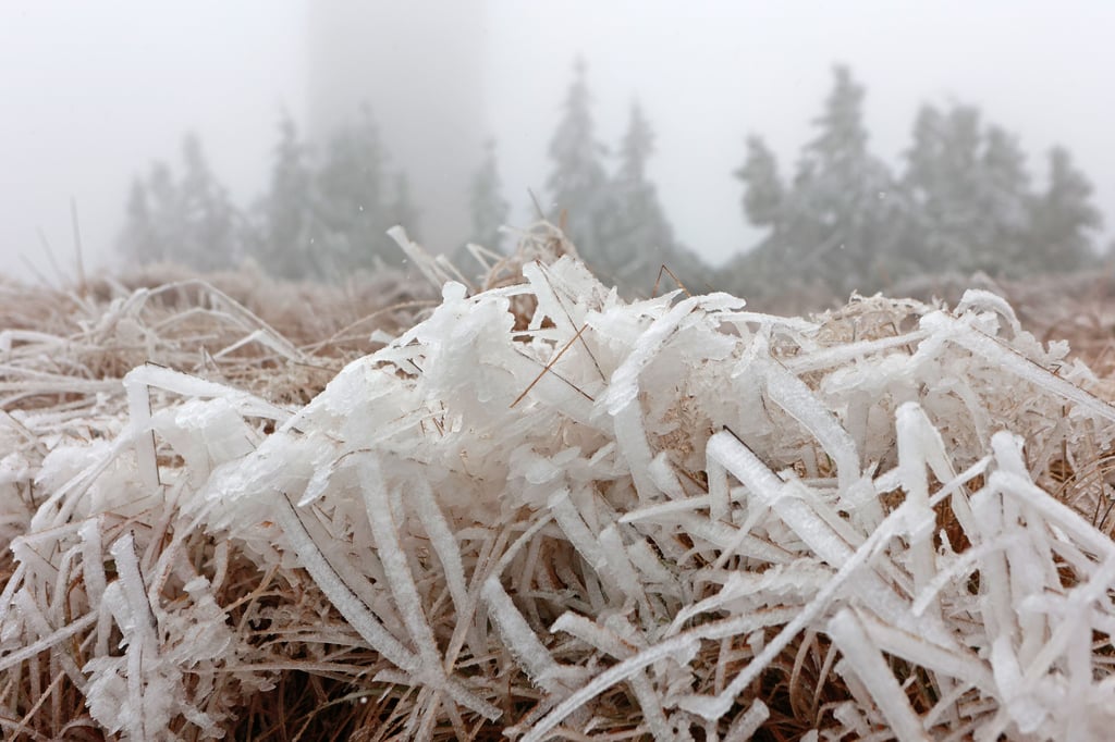 Raureif bildet sich an den Gräsern auf dem Brocken.
