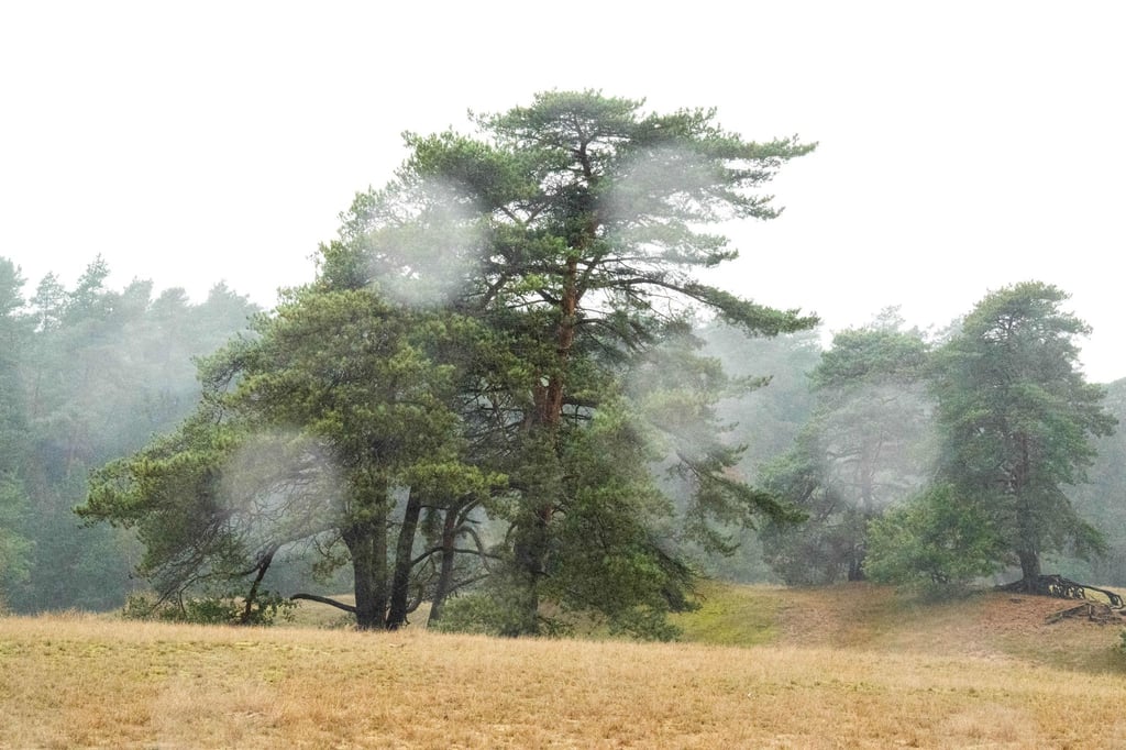 Die nächsten Tage bringen typisches Novemberwetter in den Freistaat: Nebel, Regen und ein wenig Frost. (Symbolbild)
