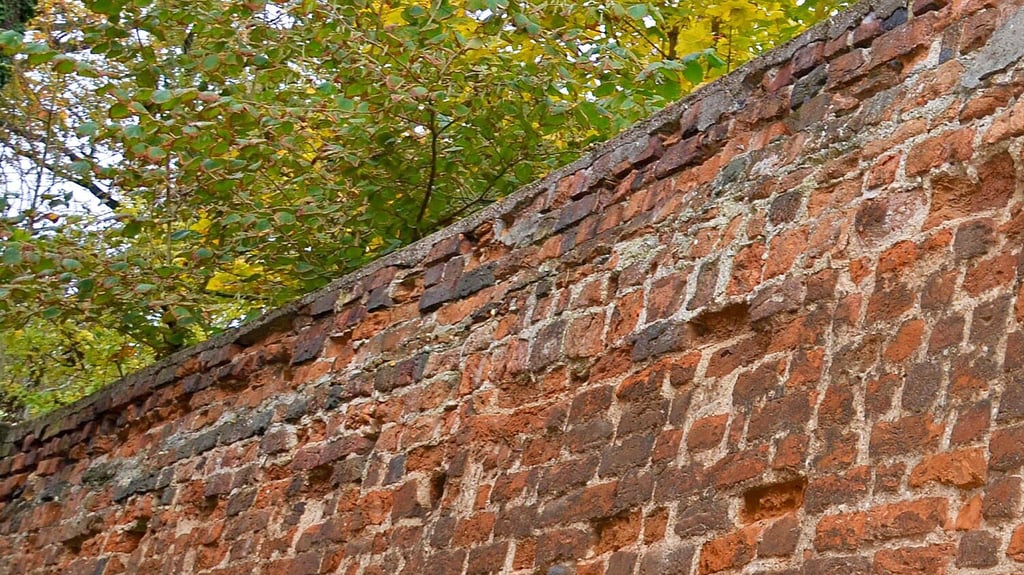 Einzelne Abschnitte der Zerbster Stadtmauer wie hier im Weinberg befinden sich in einem sehr schlechten Zustand.
