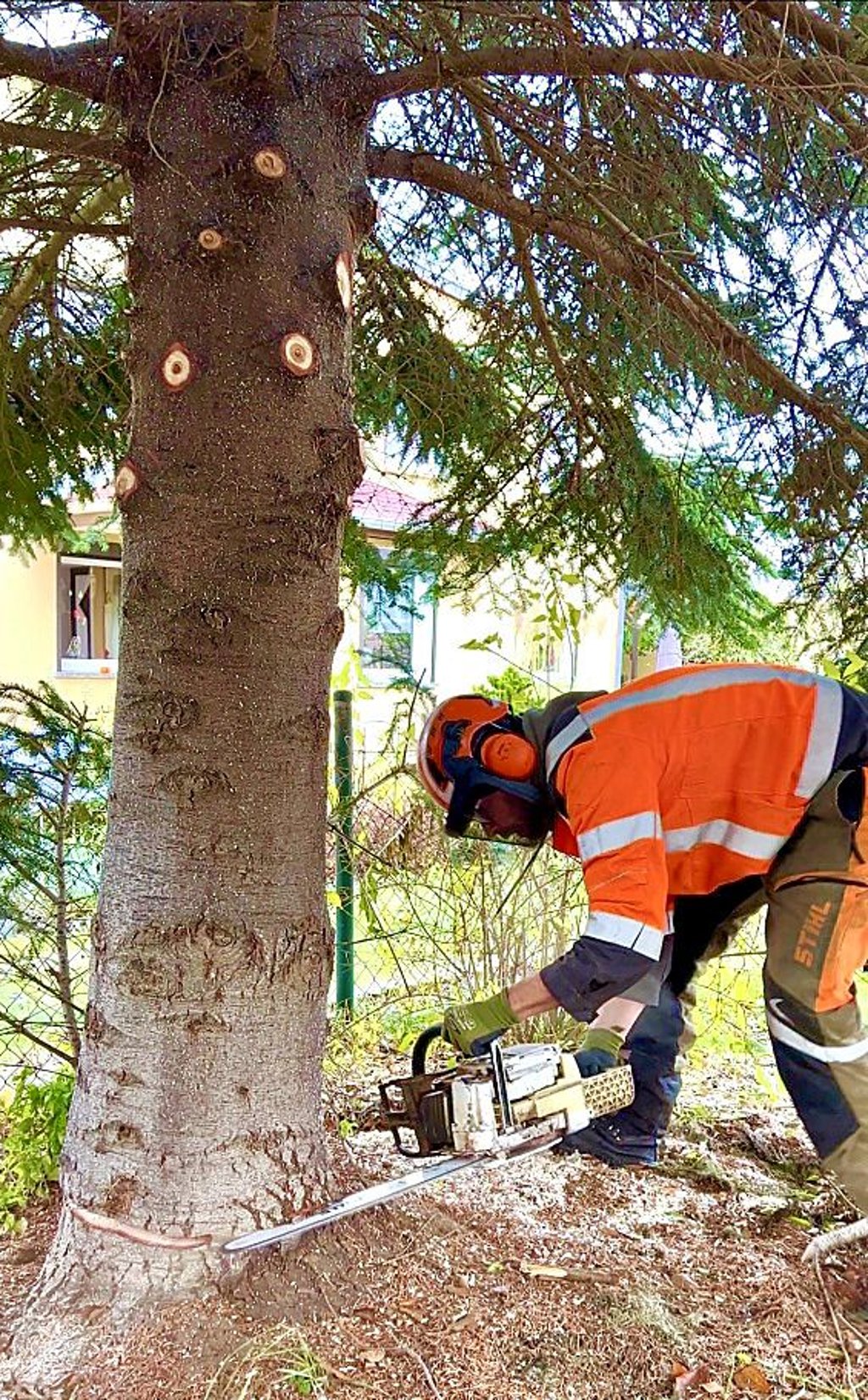 Betriebshof-Mitarbeiter Markus Luthe durchtrennte mit der Kettensäge den Stamm des Baumes.