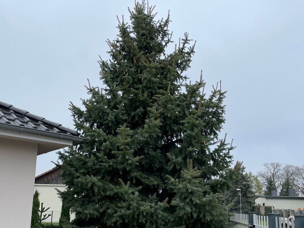 Das ist sie, die Tanne aus Förderstedt, die auf der Fläche Sperlingsberg in Staßfurt aufgestellt werden wird.Foto: Stadt Staßfurt