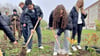 Die Burgschüler packen es gemeinsam an und pflanzen die kleinen Bäume und Sträucher.