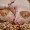 Sieben entlaufene Schweine beschäftigen die Behörden des Landkreises Mansfeld-Südharz.