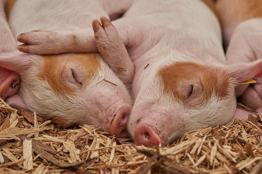 Sieben entlaufene Schweine beschäftigen die Behörden des Landkreises Mansfeld-Südharz.