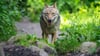 Im Sommer war nach Angaben der Nationalparkverwaltung zum ersten Mal ein Wolf auf der Nordseeinsel Norderney entdeckt worden. (Symbolbild)