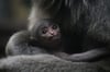 Kuschelzeit: Einen Monat alt ist das Silbergibbon-Baby im Zoo Halle. Noch stehen Geschlecht und damit der Name nicht fest. 