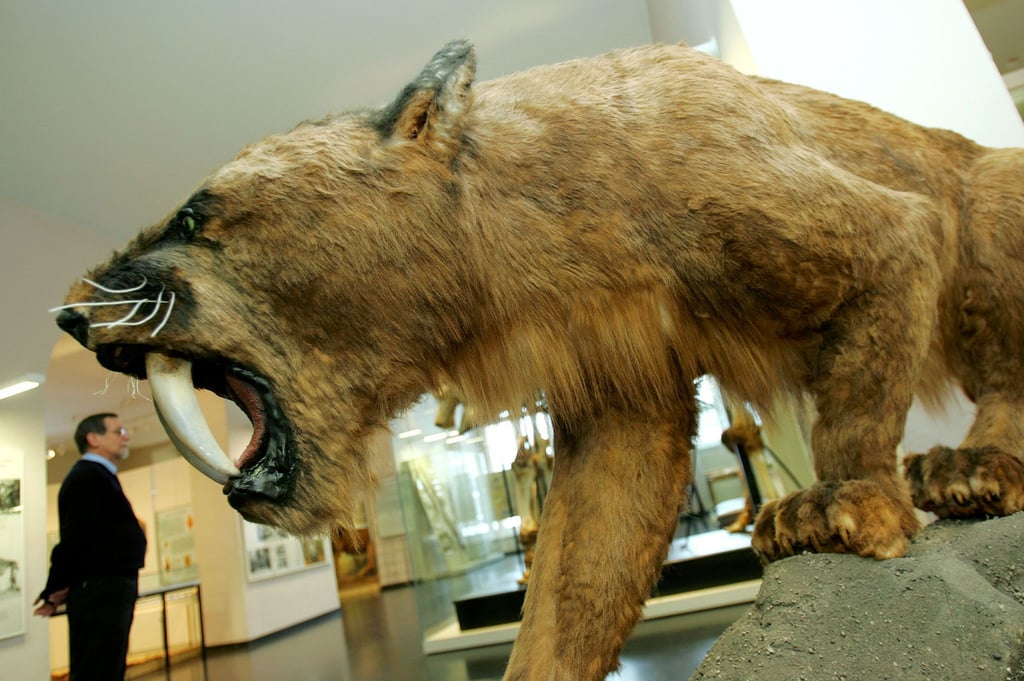 So wie hier im Kasseler Naturkundemuseum Ottoneum könnte ein ausgewachsener Säbelzahntiger ausgesehen haben.
