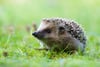 Ein Igel tummelt sich auf grünem Rasen. Mähroboter, die nachts fahren, sind eine tödliche Gefahr für ihn.