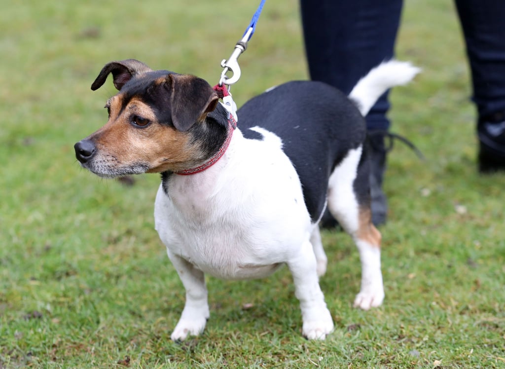 Einer der Hunde der britischen Königin Camilla musste eingeschläfert werden. (Archivbild)