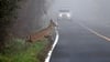 Wildwechsel im Herbst: Das kann gefährlich werden.