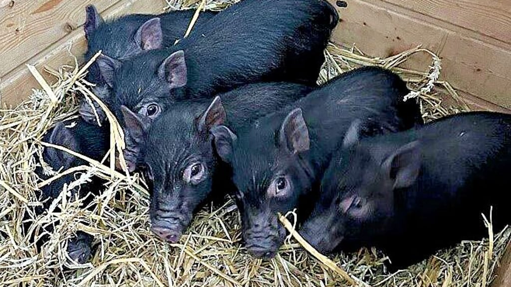 Die offenbar ausgesetzten Hängebauchschweine.