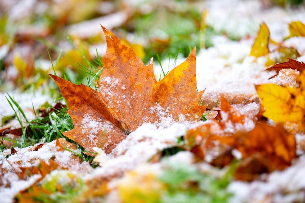 Vielerorts hielten sich die bunten Blätter auch noch im November an den Bäumen. Nun zerrt der Sturm sie herunter.