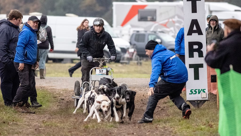 Kaum hat Marcel Kreuzig die Hunde am Start in Leipa losgelassen, schon jagt sein Sohn Justin mit den acht Hounds davon.