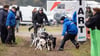 Kaum hat Marcel Kreuzig die Hunde am Start in Leipa losgelassen, schon jagt sein Sohn Justin mit den acht Hounds davon.