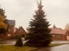 Der erste Weihnachtsbaum im Stadtgebiet von Bitterfeld-Wolfen ist Dienstagmorgen in Bobbau aufgestellt worden. Direkt daneben wächst der künftige Baum in die Höhe.