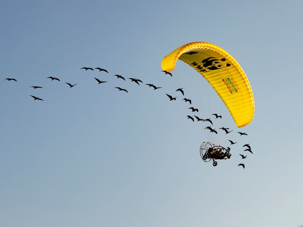 Teile der Strecke mussten die seltenen Vögel auch im Auto zurücklegen.