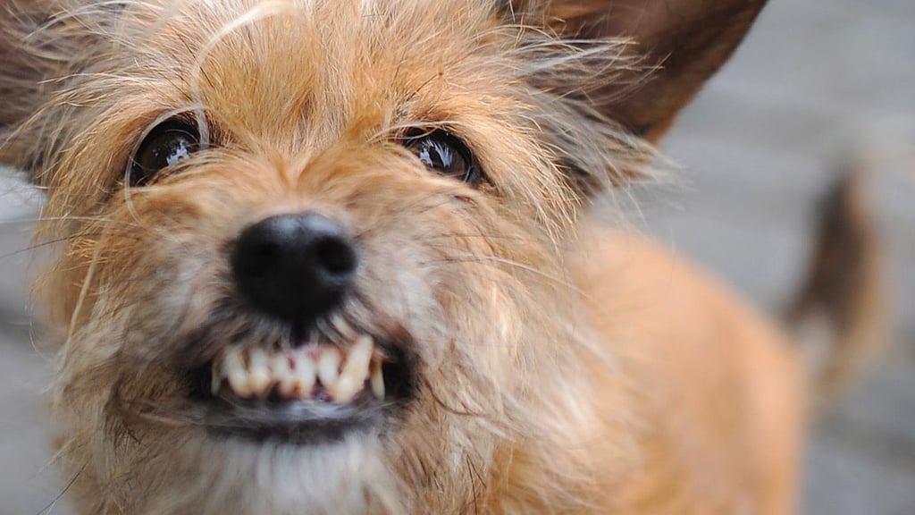 Eine Frau ist in Stangerode von einem Hund angegriffen und schwer verletzt worden.