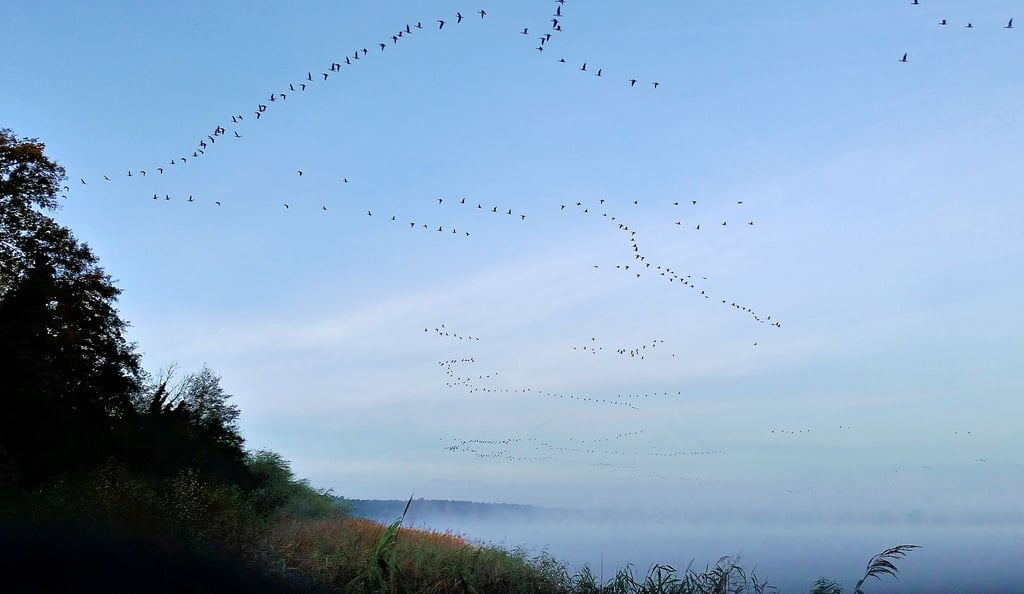 Fast schon mystisch: Wildgänse morgens nahe des einstigen Klosters über dem mit Nebel verhangenen Arendsee.
