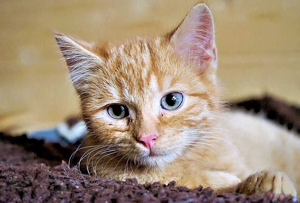 Der Verein Pfotenhilfe kümmert sich um herrenlose Katzen und braucht selbst finanzielle Hilfe.