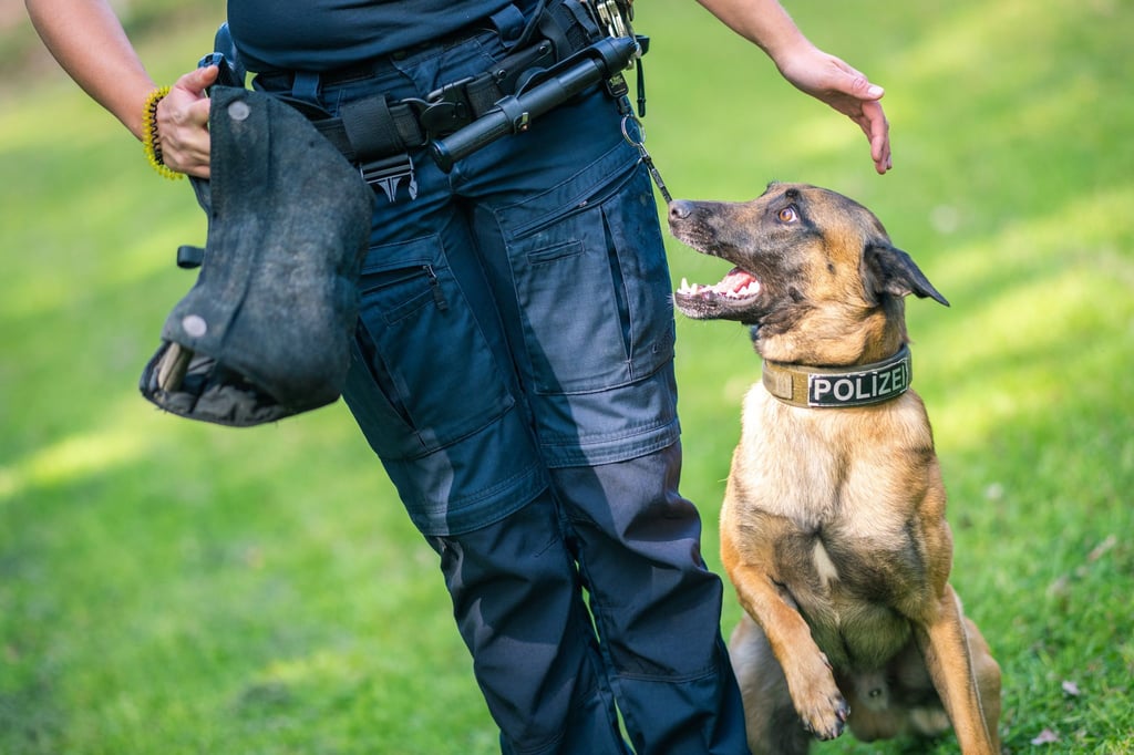 Nach einem Autounfall ist bei Burgdorf ein Polizeihund entlaufen. (Symbolbild)