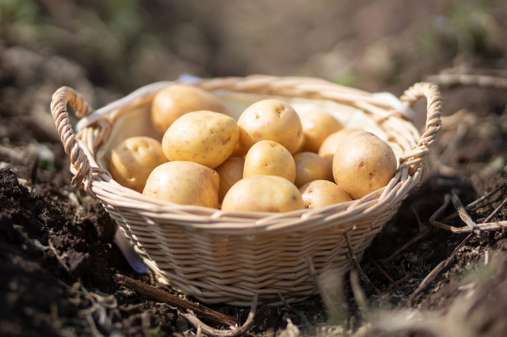 Mit insgesamt 50.700 Tonnen Kartoffeln haben Thüringer Betriebe eine überdurchschnittliche Ernte erzielt. (Archivbild)