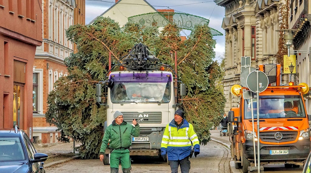 Die Blaufichte ist breiter als im Vorjahr. In der Hohen Straße wird es eng für das Unternehmen Weihnachtsbaum.