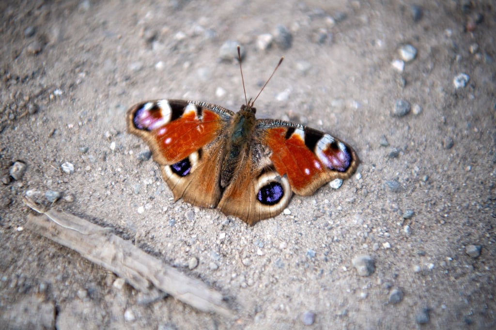 Verirrt sich ein Schmetterling in der kalten Jahreszeit ins Haus, sollte man ihn in einer Pappschachtel mit Luftlöchern an einem kühlen, dunklen Ort überwintern lassen.