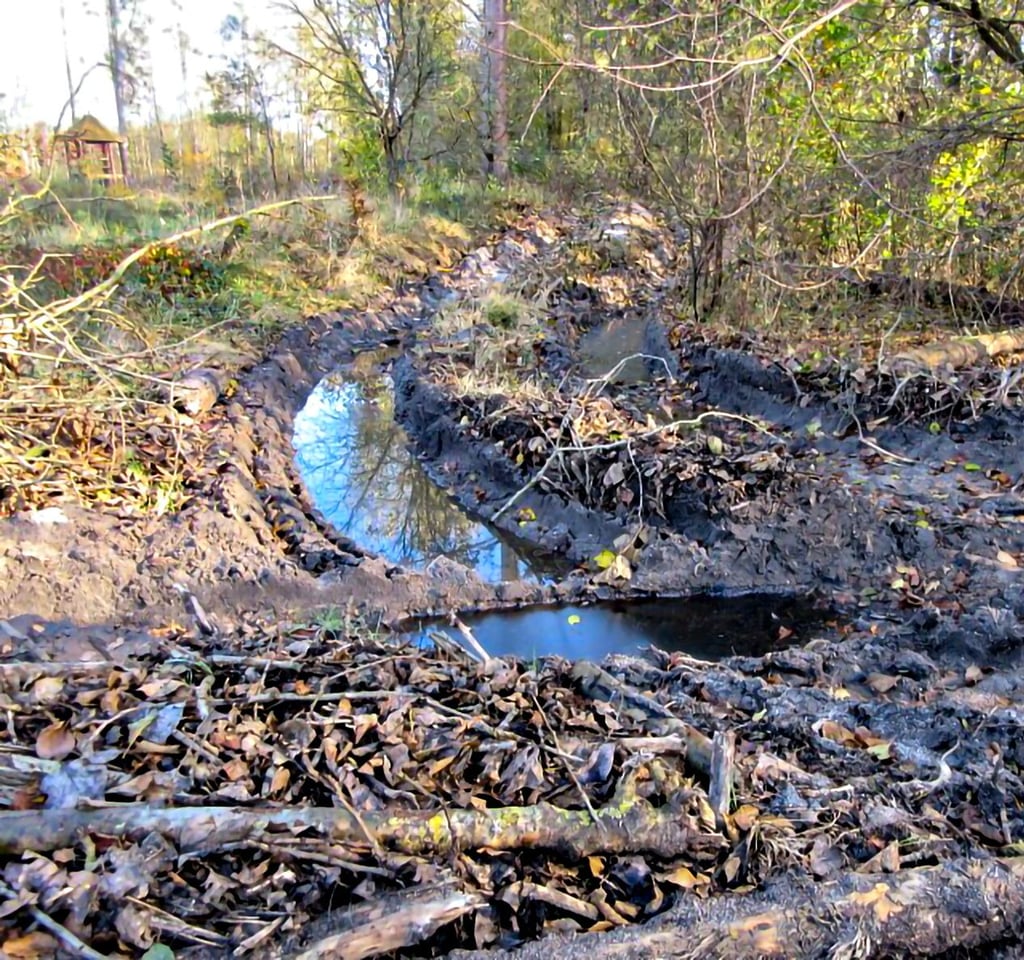 Tiefe Spuren haben die Baumfällarbeiten durch den Einsatz eines Harvesters an der Biberfreianlage im Biosphärenreservat Mittelelbe bei Kapen hinterlassen.