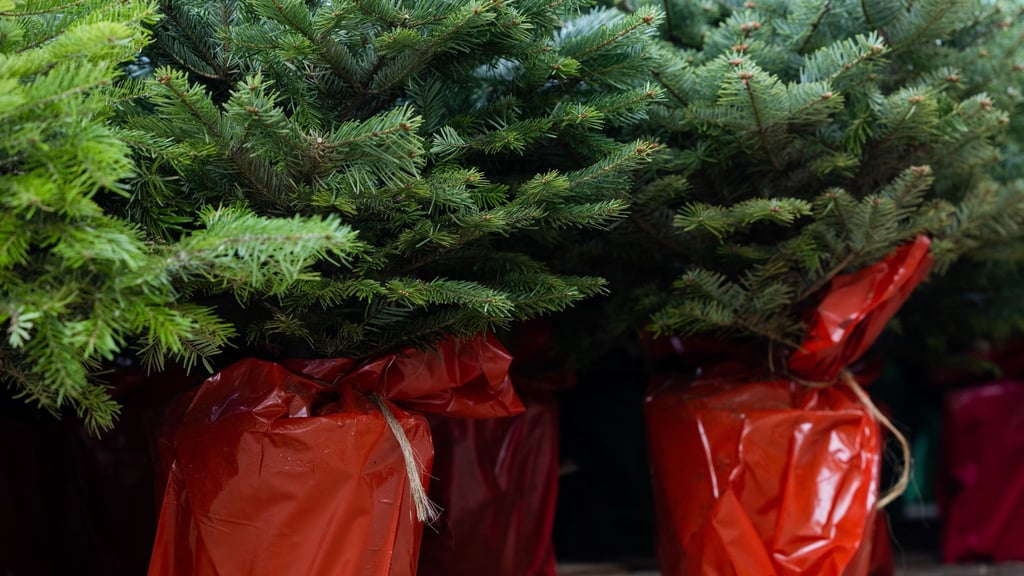 Insgesamt 35 Weihnachtsbäume wurden in Haldensleben von unbekannten Tätern entwendet.