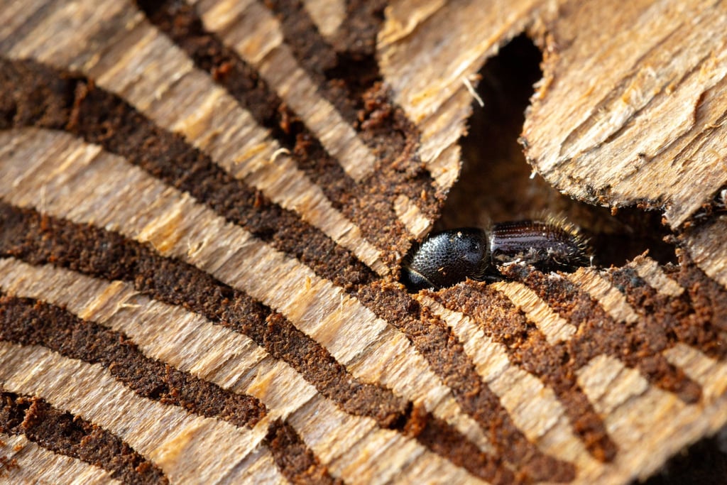 Im Winter können Waldbesitzer etwas gegen den Borkenkäfer unternehmen. (Archivbild)