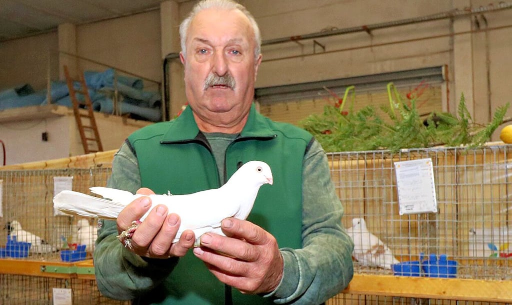 Horst Jäger präsentiert das schönste Tier der Geflügelausstellung, eine Taube der Rasse Memel Hochflieger.