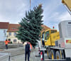 Die diesjährige Müchelner Weihnachtstanne ist geschätzt zehn Meter hoch. 