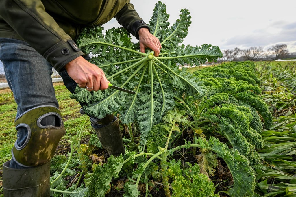 Niedersachsen unterstützt den Anbau von Bio-Gemüse in der ukrainischen Partnerregion Mykolajiw. (Archivbild)