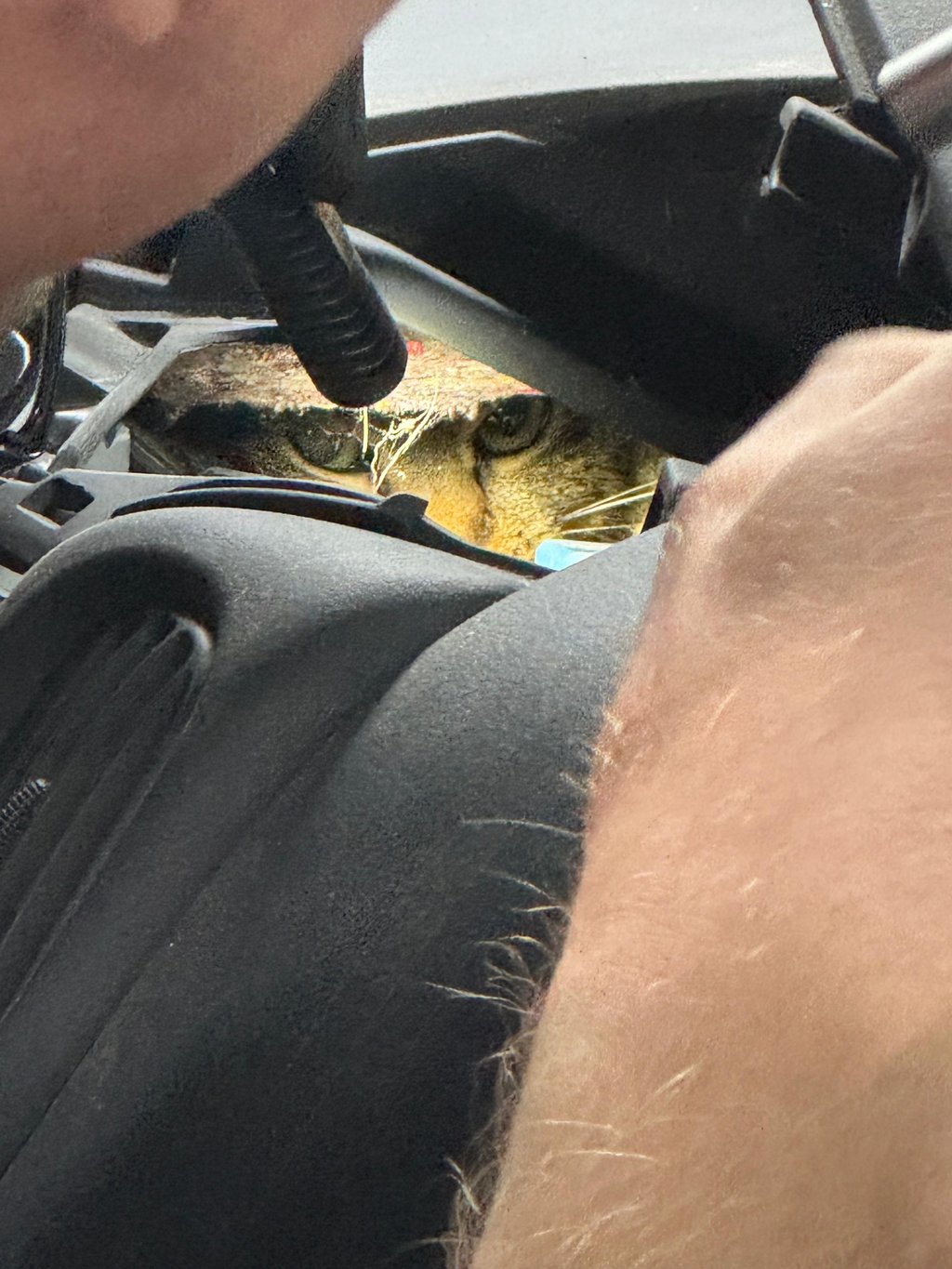 Nach der Flucht aus der Transportbox versteckte sich eine Katze hinter dem Armaturenbrett.