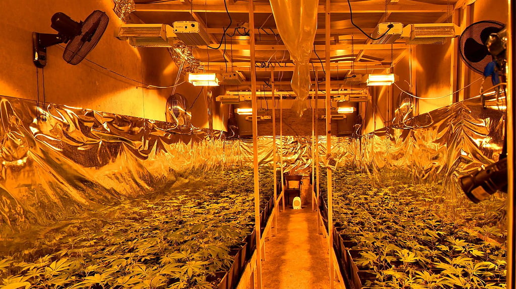 Mehr als 1.000 Cannabispflanzen und umfangreiches Zubehör zum professionellen Anbau finden die Ermittler in einem Altbau in Annaburg.