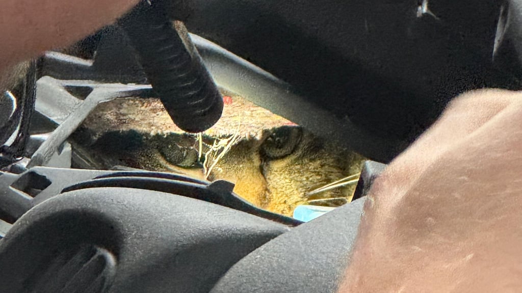 Ein zunächst routinemäßiger Tiertransport entwickelte sich in Schkopau zu einem stundenlangen Rettungseinsatz, bei dem eine Katze zwei Helfer verletzte.