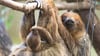 Das Faultier-Weibchen Marlies mit ihrem Jungtier im Zoo Dresden.