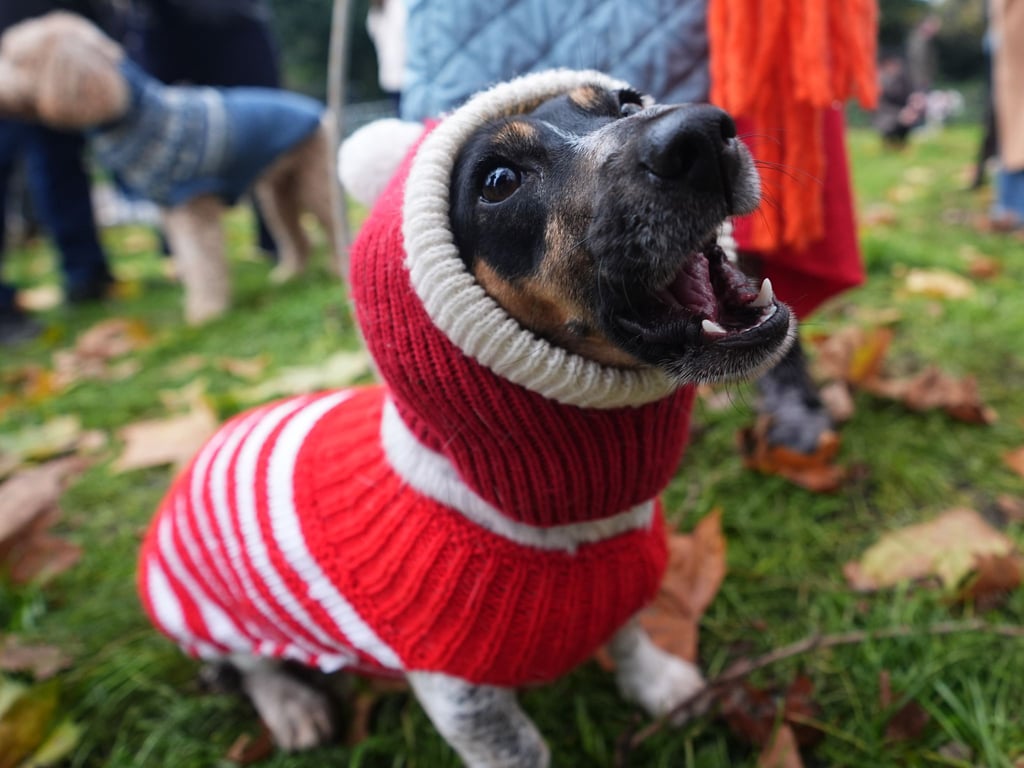 Hund Flossie im trendigen Weihnachtspulli.
