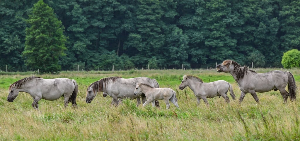 Die Liebenthaler Pferde sind eigentlich Wildpferde. (Archivfoto)