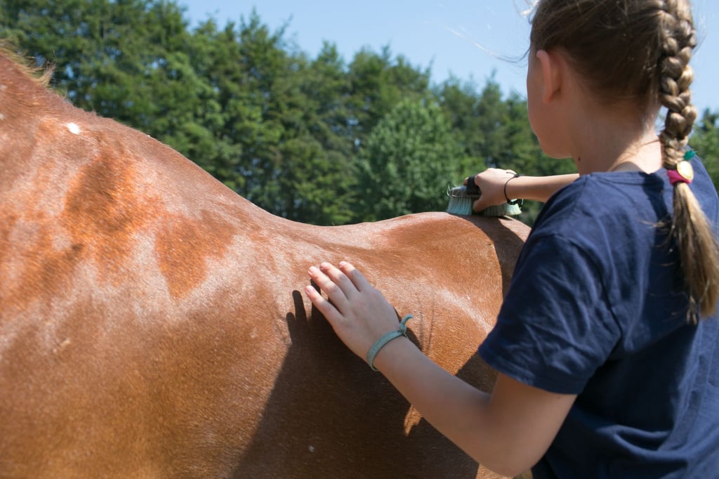 Regelmäßige Pflege: Eine Reitbeteiligung hat auch Vorteile für das Pferd.