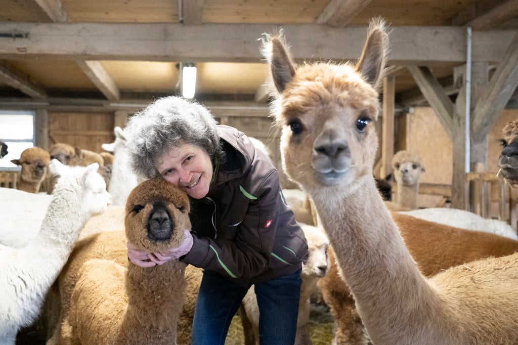 Kuschelige Wegbegleiter - Alpakas in Sachsen.