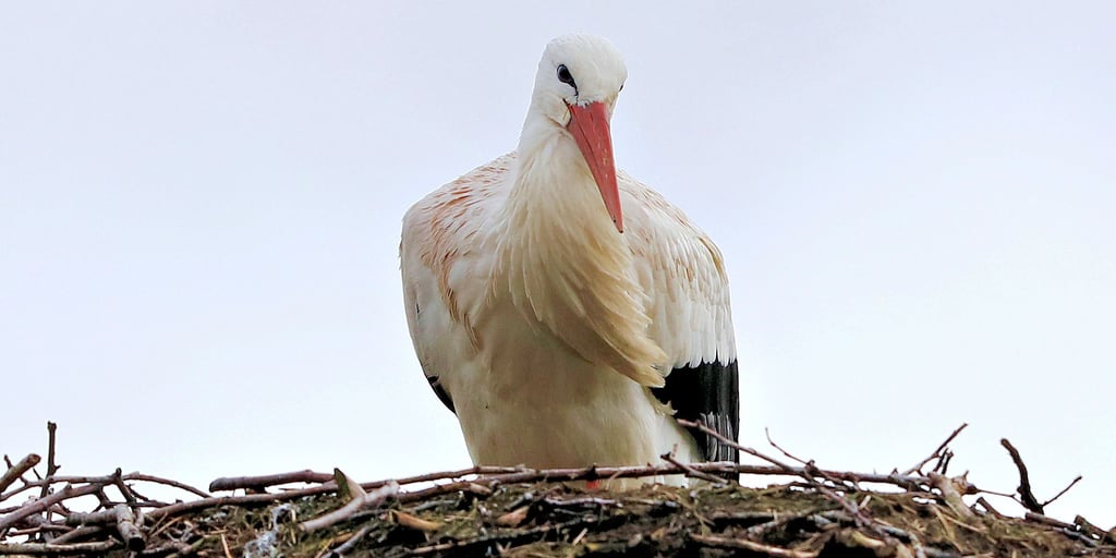 Loburg: Der Storch „Anton“ steht in der Nähe der Vogelschutzwarte Storchenhof Loburg in seinem Nest. Er ist der erste Storch in Loburg, der aus dem Winterquartier zurückkam.